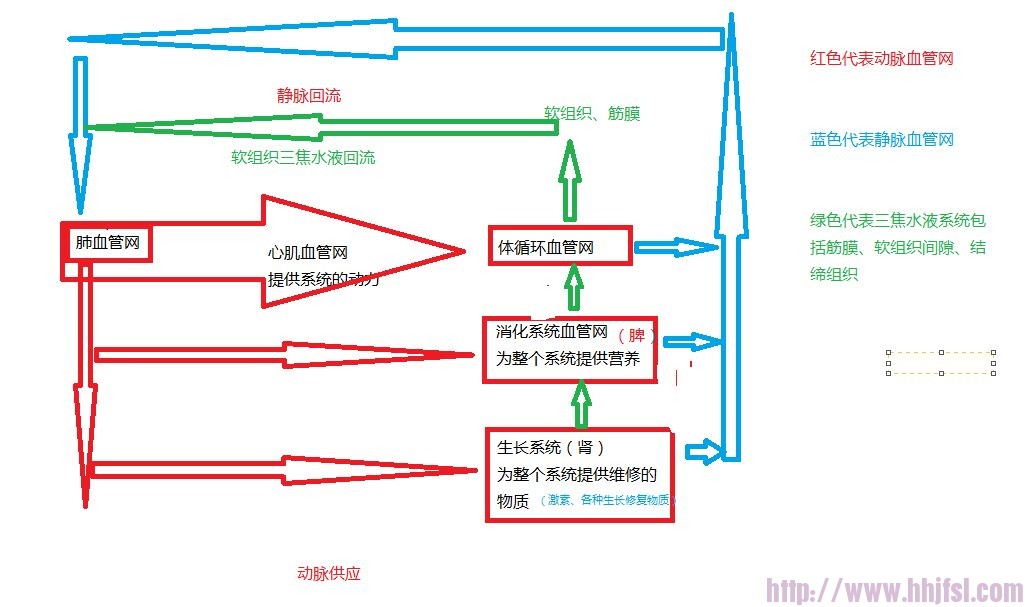 人体循环