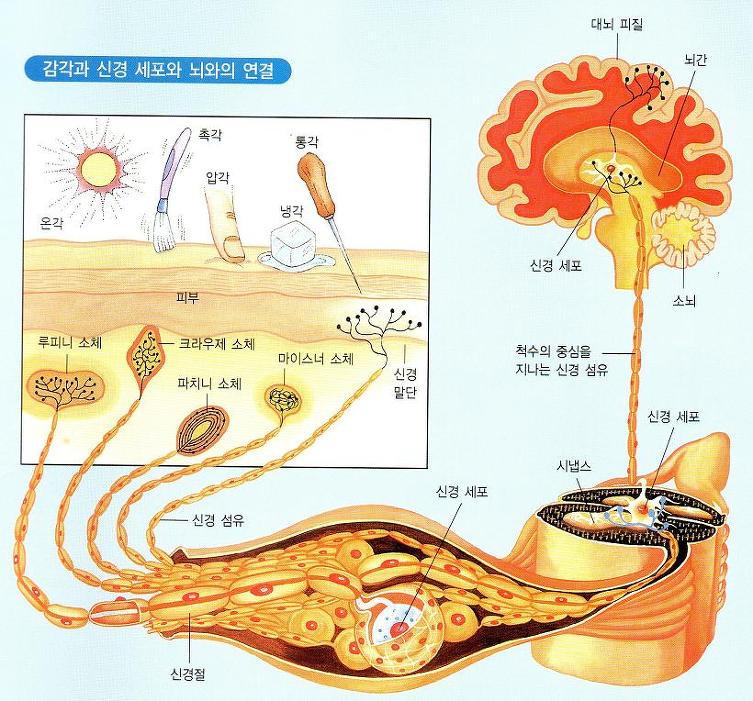 감각신경_그림120.jpg